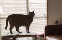 築４０年以上の古	い大規模中層アパートの１階の店舗付き住宅を改造しました。